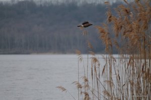 IMG_7479.JPG