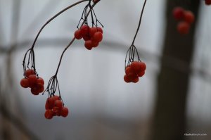 IMG_7491.JPG