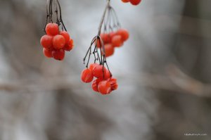 IMG_7494.JPG