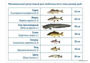 Минимальный_допустимый_для_любительского_лова_размер_рыб_Харьковский Рболовный Форум.jpg