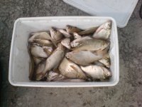 DSC00438.JPG