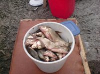 DSC00439.jpg