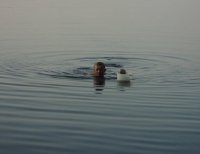 Заплыв с прикормкой ))).jpg