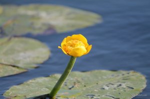 IMG_1808.JPG