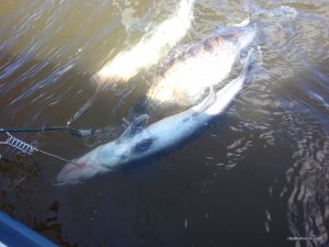 IMG_20160403_141024.jpg