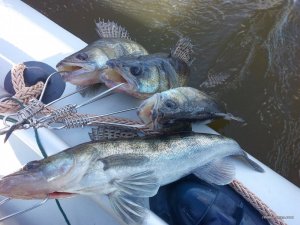 IMG_20160403_141126.jpg