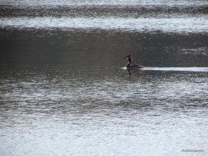 IMG_2236.JPG