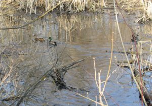 IMG_2243.JPG
