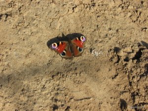 IMG_2257.JPG