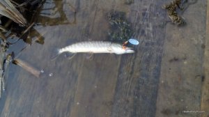 IMG_20160409_163455.jpg