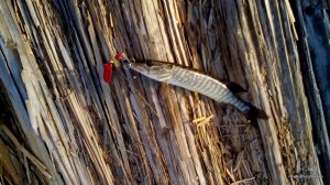 IMG_20160409_172052.jpg