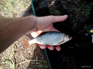 DSC_0390[1].jpg