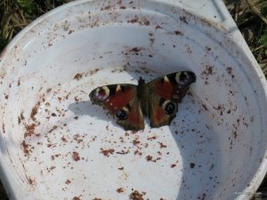 IMG_7986.JPG