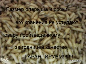 91070877_1_644x461_prodam-oparyshbolshoy-srok-hraneniyaot-1kg-krupnyy-harkov.jpg