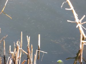 IMG_2307.JPG