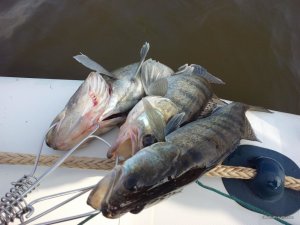 IMG_20160417_091928.jpg