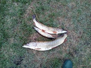 IMG_20160421_150651.jpg
