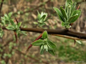 IMG_0585.JPG