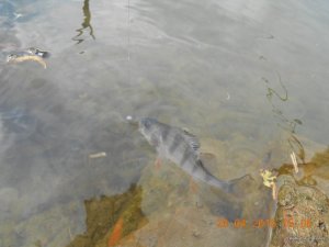 DSCN1445.JPG