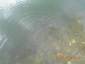 DSCN1454.JPG