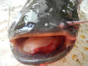 DSCN8059.JPG