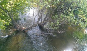 IMAG0051.jpg