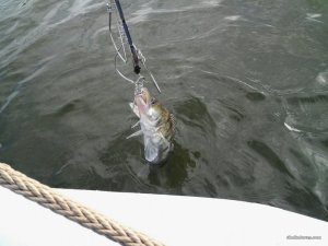 image-d4106b6aefabf4d4e2312c1c47e376739183f0bf7e3b07b076ad027c73074988-V.jpg