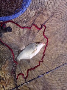 IMG_20160507_094950.jpg