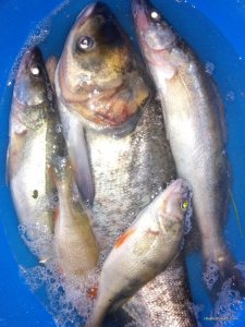 IMG_20160507_224154.jpg