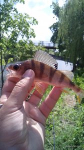 IMG_20160509_130446.jpg