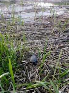 IMG_20160509_183018.jpg