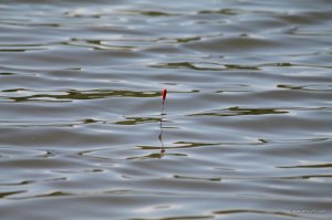 IMG_7554.JPG