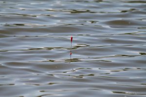 IMG_7555.JPG