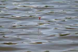 IMG_7558.JPG
