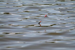 IMG_7564.JPG