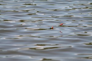 IMG_7565.JPG