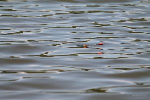 IMG_7566.JPG