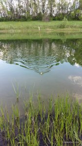 20160509_172047.jpg