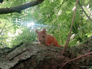 IMG_20160512_082430.jpg