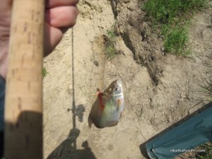 IMG_2935.JPG