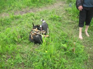 IMG_0338.JPG