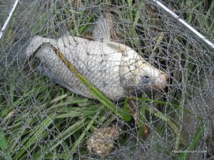 IMG_1235.JPG