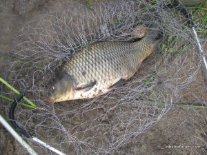 IMG_1233.JPG