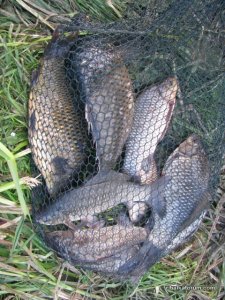 IMG_1246.JPG