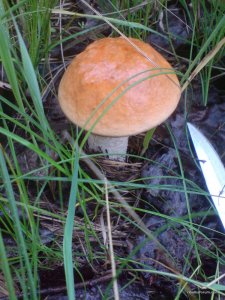 DSC02382.JPG