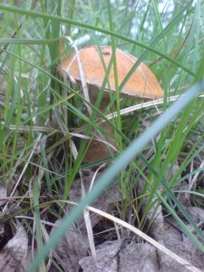 DSC02390.JPG