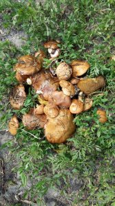 20160524_140930.jpg
