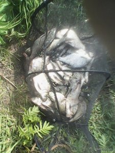IMG_20160526_152439.jpg