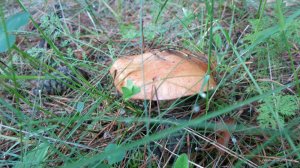 IMG_4047.JPG