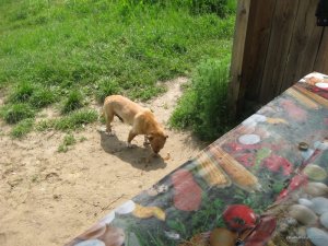 IMG_0394.JPG